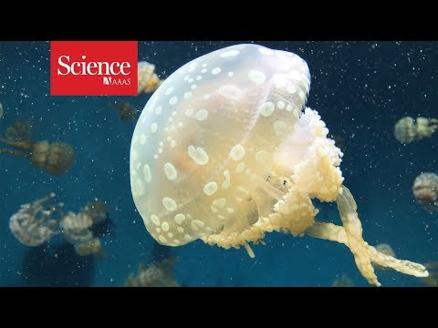 You Don’t Need a Brain to Sleep. Just Ask Jellyfish
