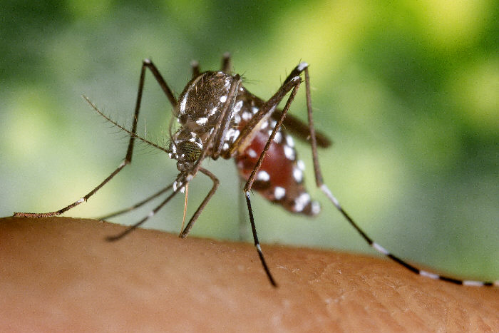 Dengue-Resistant Mosquitoes Have Arrived