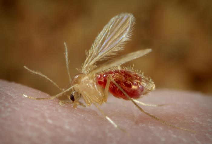 Sand fly [CDC]