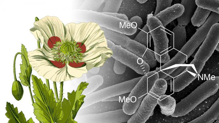 Genetically Engineered <i>E. coli</i> Cranks Out Opiate Precursor