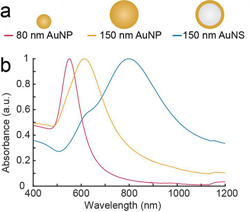 The experiments were carried out with nanoparticles of different sizes and structures. The first two of the series consisted of solid gold and the last consisted of a core of glass with a surface of gold. The beads were illuminated with near-infrared light with wavelengths of 807 nm and 1064 nm. The most effective nanoparticle was the gold-plated glass bead. [Kamilla Nørregaard/Panum Institute]