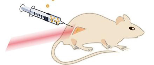 The drawing shows a mouse with a cancerous tumor on its hind leg. The nanoparticles are injected directly into the tumor, which is then flashed with near-infrared laser light. Near-infrared laser light penetrates through the tissue well and causes no burn damage. [Kamilla Nørregaard/Panum Institute]