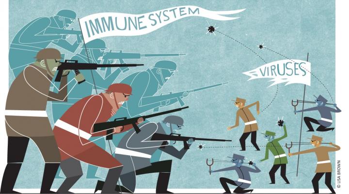 Our immune systems are constantly engaged in battling viral infections. [Lisa Brown]