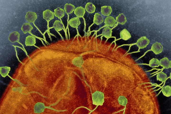 Bacteriophages (green) attacking a bacterium (orange). [Image courtesy of Graham Beards]