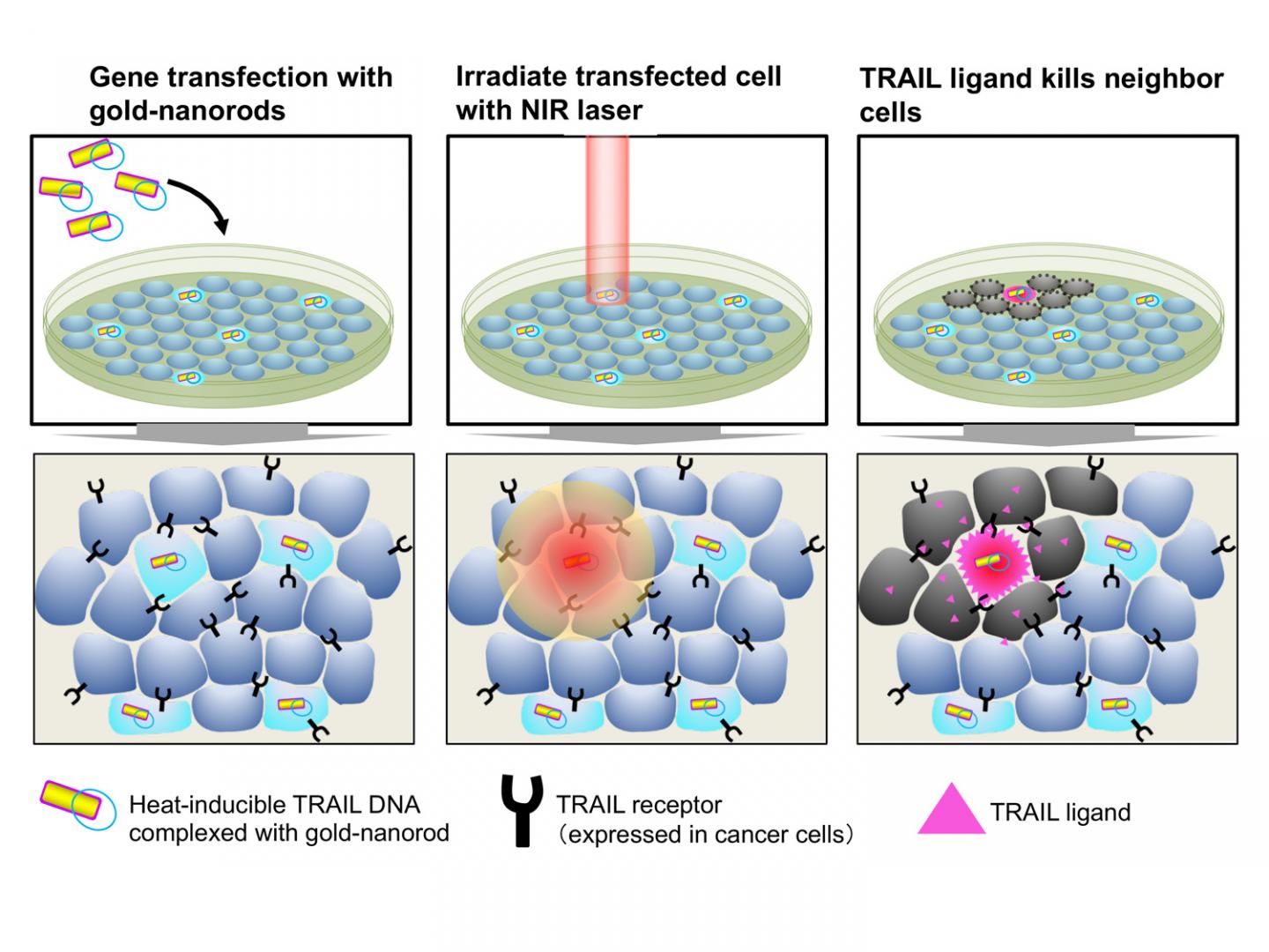 Gold nanorods carrying the heat-inducible TRAIL gene are transfected into cancer cells. Cancer cells express TRAIL receptors while normal cells do not. Illumination by a near-infrared laser warms gold nanorods and induces TRAIL expression in transfected cells. TRAIL then kills the surrounding cancer cells. [Kyoto University iCeMS]