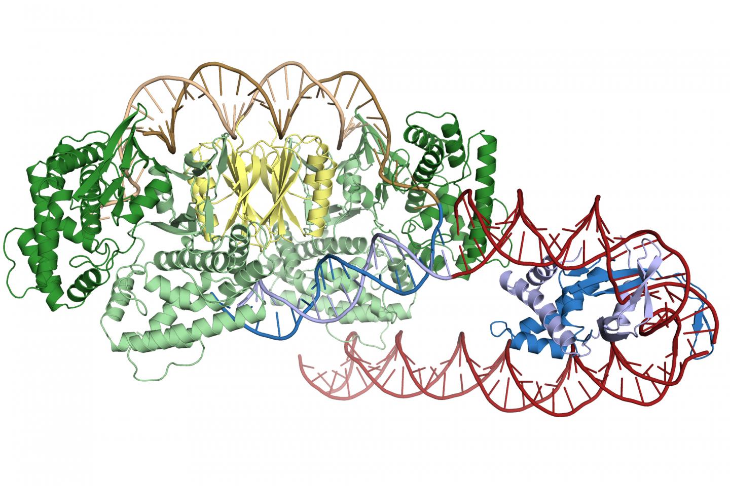 A protein called integration host factor (blue) creates a sharp turn in the DNA upstream of the CRISPR repeat, allowing Cas1-Cas2 (green and yellow) to recognize and bind the insertion site. [Addison Wright/UC Berkeley]