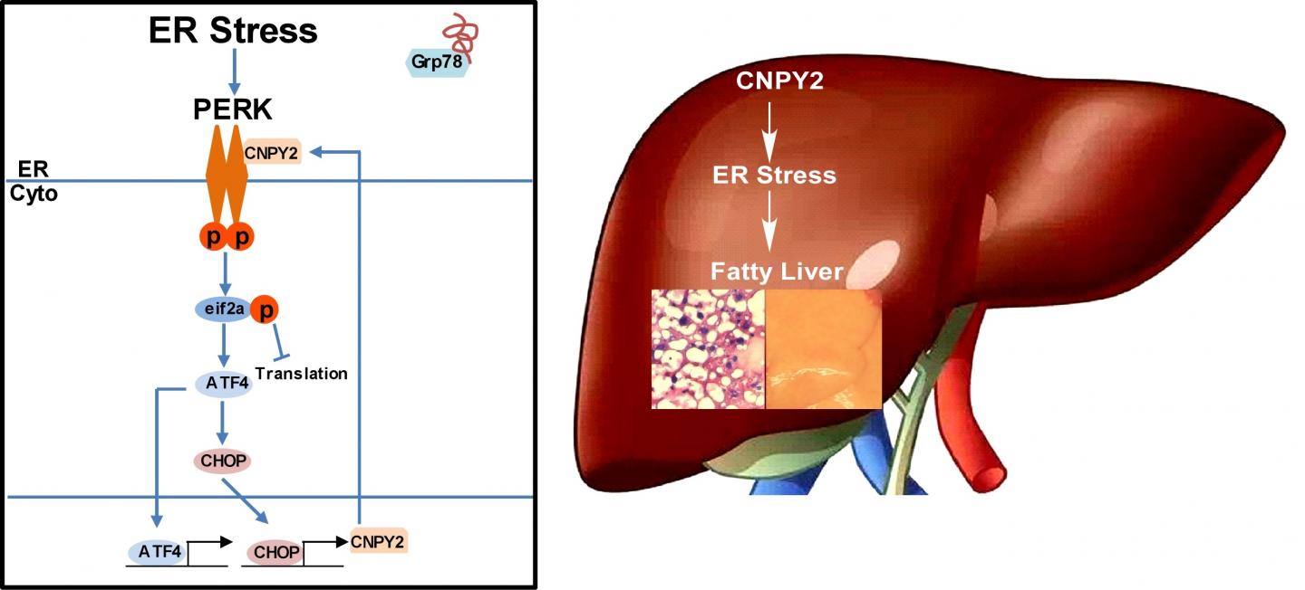 CNPY2 is required for endoplasmic reticulum stress-induced nonalcoholic fatty liver disease (NAFLD). [Dr. Feng Hong/Medical University of South Carolina.]