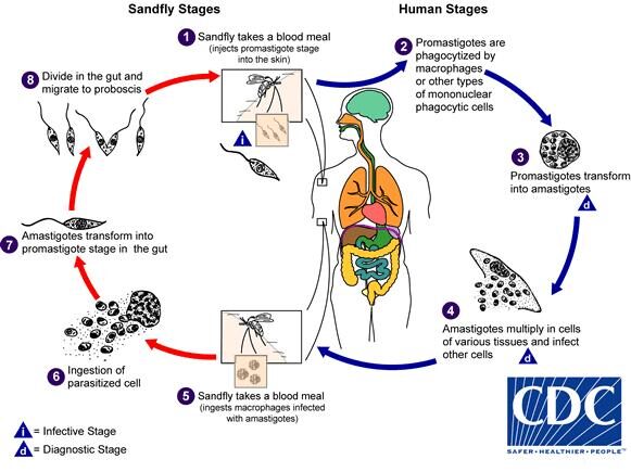 The life cycle of <i>Leishmania</i> parasites in flies and humans. It passes through promastigote and amastigote phases as it spreads. [CDC]” /><br />
<span class=