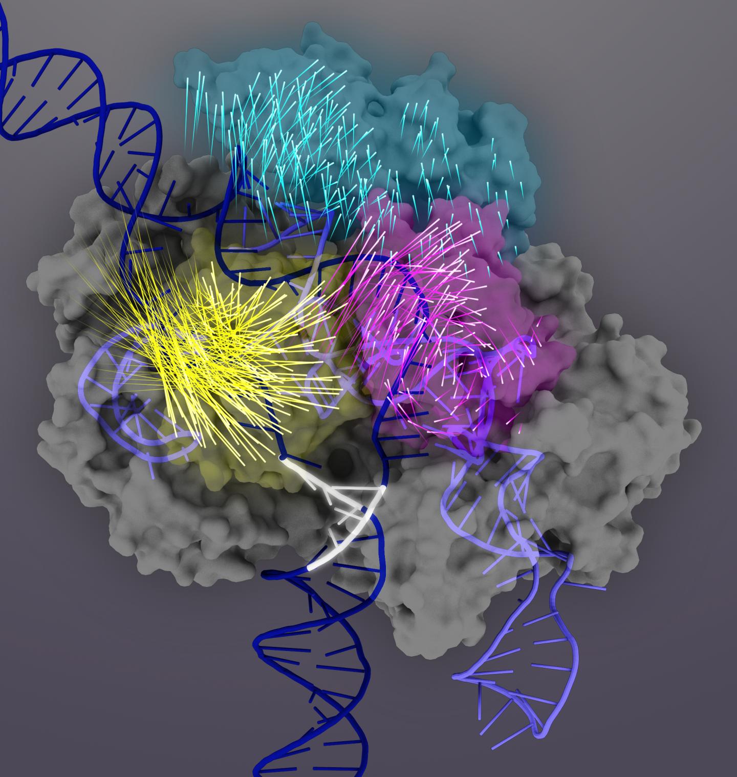 The Cas9 protein (gray) is an RNA-guided nuclease that can be programmed to bind and cut any matching DNA sequence (dark blue double helix), making it a powerful tool for genome engineering. Upon target binding, Cas9 protein domains undergo conformational rearrangements (the motions of individual amino acids are represented by rocket tails) to activate the Cas9-sgRNA complex for target cleavage. The REC3 domain (teal) is responsible for target sensing, which signals the outward rotation of the REC2 domain (magenta) to open a path for the HNH nuclease domain (yellow). This active conformation of Cas9 is then capable of triggering concerted cleavage of both strands of the target DNA. [Janet Iwasa graphic for Doudna Lab]
