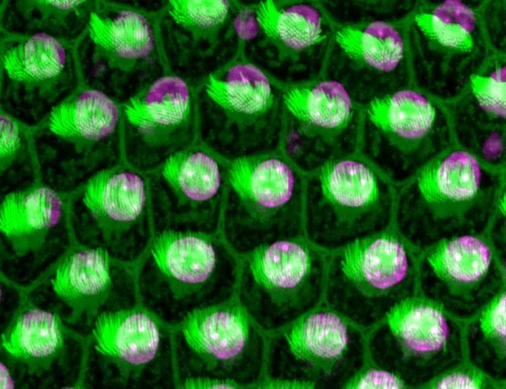 Hair cells in a chicken hearing organ. The nucleus is purple and hair bundles are highlighted green. [Kelvin Y. Kwan/Rutgers University-New Brunswick]