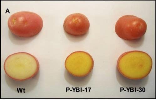 GMO Potatoes Provide Improved Vitamin A and E Profiles