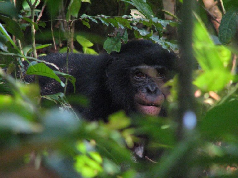 New Malaria Species Discovered in Wild Bonobos