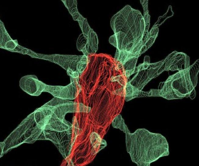 Multiple synapse heads send out filopodia (green) converging on one microglia (red)