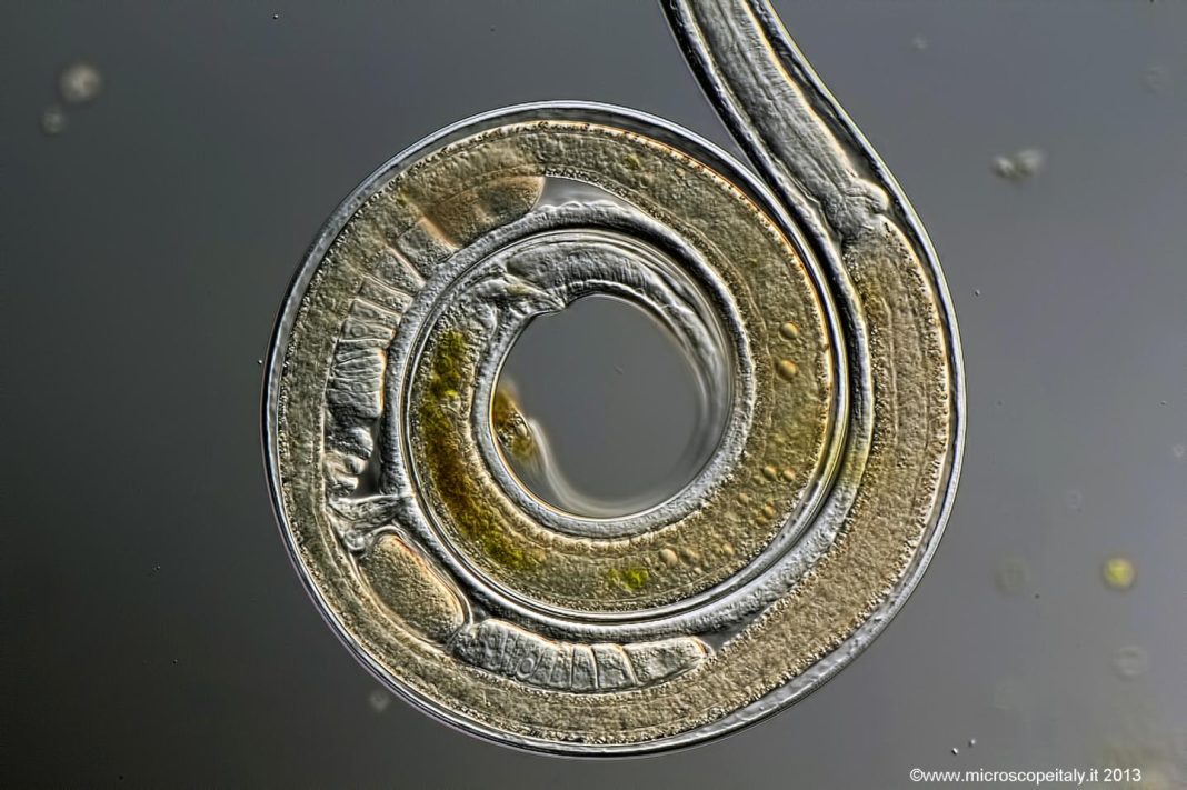 <i>C. elegans</i>. [Source: Arturo Agostino]