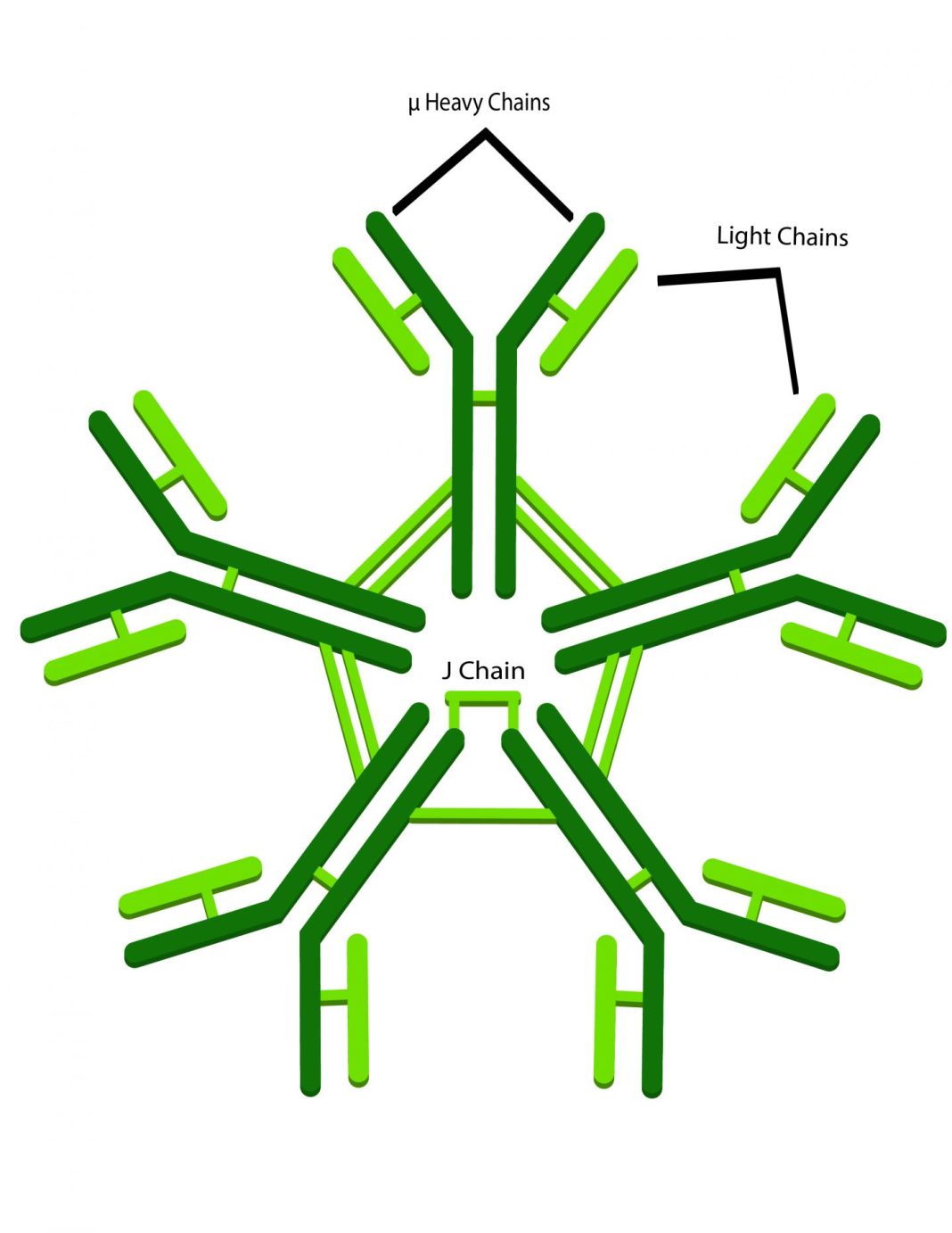 The IgM antibody has multiple arms to catch the virus
