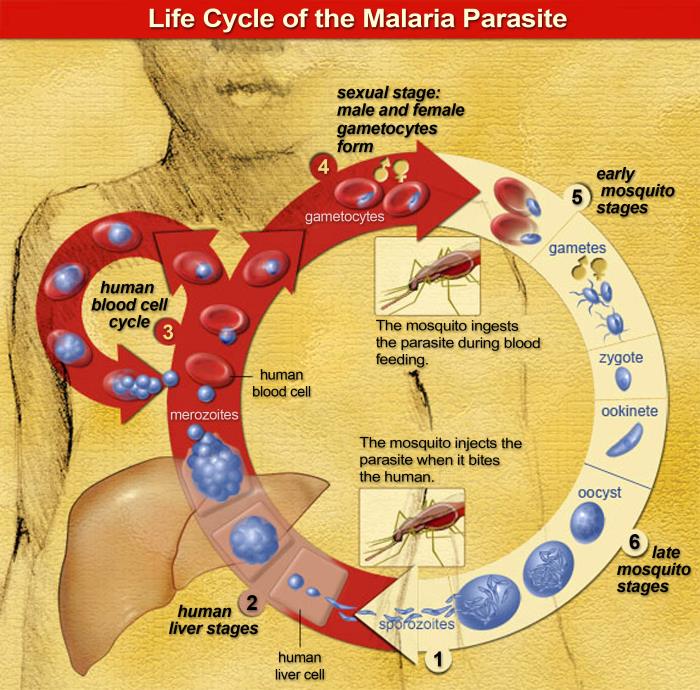 New Target Blocks Malaria Invasion and Transmission