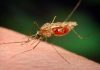 mRNA Vaccines Show Promise against Malaria