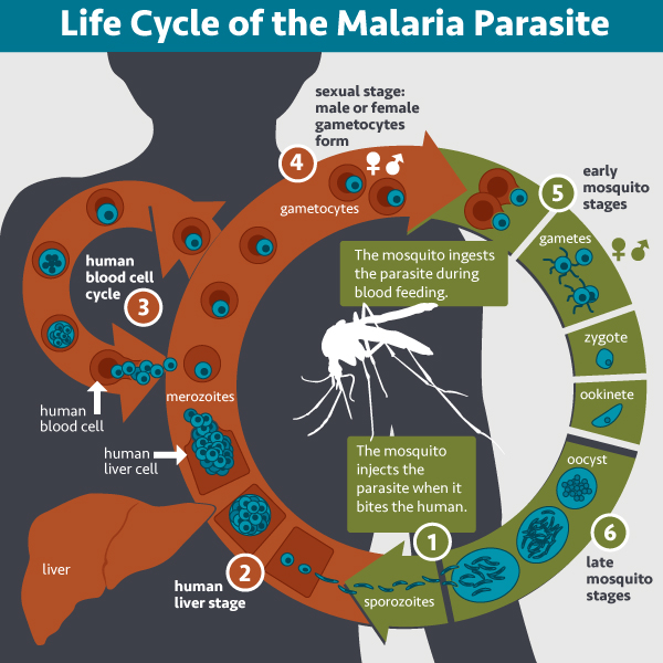 Life cycle of the malaria parasite. [NIH]