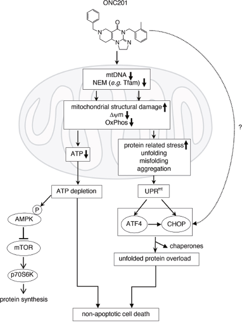 Proposed mechanism of action of ONC201 in breast cancer cells. [Stanley Lipkowitz