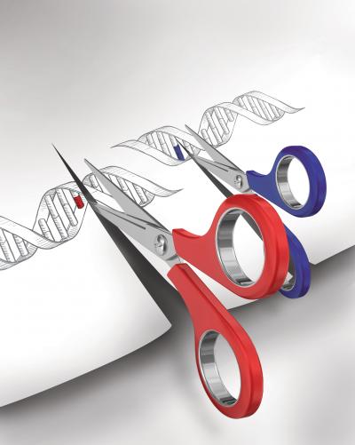 Scientists have developed a new method that allows them to dually perform gene editing and gene regulation using the CRISPR-Cas9 system. [Image courtesy of L. Solomon and F. Zhang]