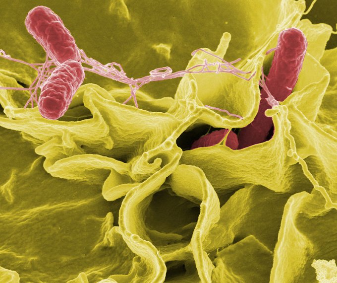 New light activated quantum dot technology could be used to treat multi-drug resistant bacteria, such as Salmonella pictured above. [NIAID]