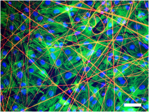 Heart tissue cells grown on a matrix