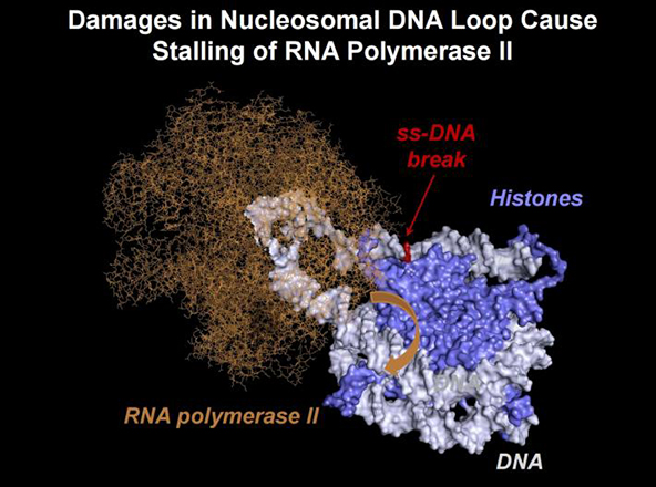 Estimated structure of the nucleosomal DNA loops, which are temporarily formed during transcription of chromatin containing intact DNA by RNA polymerase II (Pol II). In the presence of a single-strand DNA break, the loop structure likely changes, preventing rotation of the RNA polymerase along the DNA helix (orange arrow). [Nadezhda S. Gerasimova et al,]