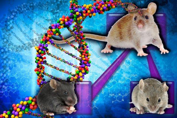 Using CRISPR/Cas9, scientists created a new high-throughput screening tool for studying the development and progression of liver cancer in mice. [Ernesto del Aguila III, NHGRI]