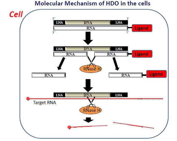 DNA-Vitamin E Complex Works as Potent Gene Silencer