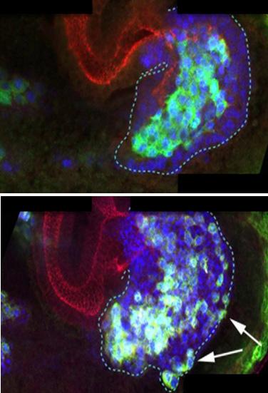 In a developing Drosophila embryo, (above) E-Cadherin keep cells together to facilitate coordinated migration; (below) without E-Cad cells are disorganized. [J Casanova lab]