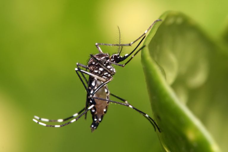 Florida Approves Mosquito Release to Curb Spread of Viruses