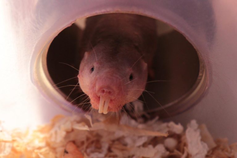 Naked Mole-Rats Use Glucose-Fructose Switch to Survive Suffocating Conditions