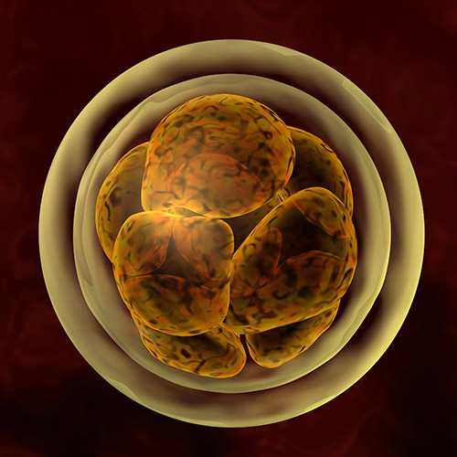 CRISPR-Edited Human Embryos Raise Ruckus