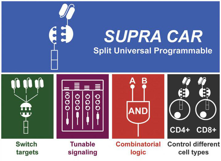 SUPRA CAR-T offers several advantages over existing CAR-T therapy. [<i>Cell</i>]