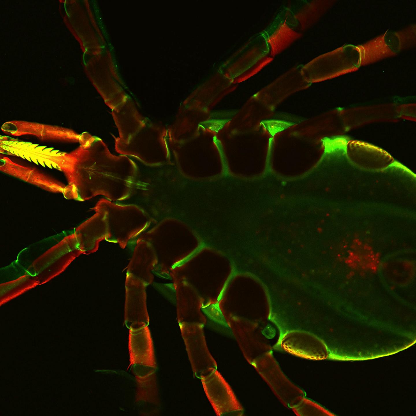 <i>Ixodes scapularis</i> ticks transmit the pathogens of Lyme disease, resulting in a multisystem illness in a variety of animals and humans. The image shows the bottom side of a live <i>Ixodes</i> tick as seen under a confocal immunofluorescence microscope. [Utpal Pal/University of Maryland]” /><br />
<span class=