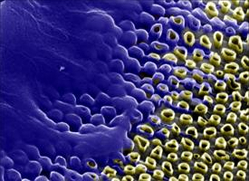 Carbon Nanotubes Boost Gene-Transfer Capabilities