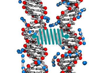 Sequence and Epigenetic Factors Determine Overall DNA Structure