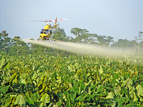 Aerial spraying of fungicides on a banana plantation. A fresh, genome-level understanding of the fungal pathogens that afflict banana plants promises to inform the development of more effective and, hopefully, less environmentally unfriendly crop protection products. [Gert Kema]