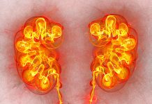 Potential Therapeutic Target for Chronic Kidney Disease Uncovered