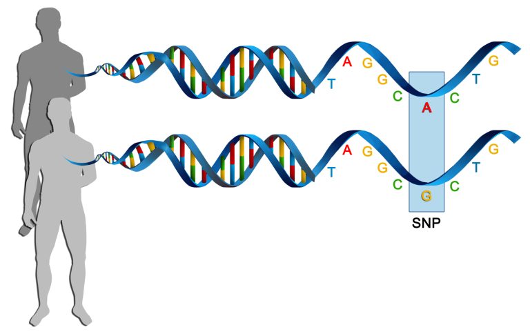 Study Finds Genetic Basis of Common Diseases May Span Tens of Thousands of SNPs