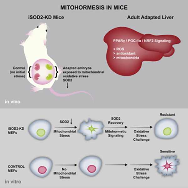Inducible and reversible superoxide dismutase 2 knockdown mice (iSOD2-KD) have been developed