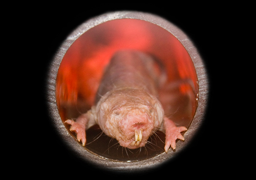 Negligible senescence, a trait exhibited by the naked mole rat and other age-defying species, may depend on lifelong transcriptional stability. Such stability, in turn, may depend on multiple parameters including effective genome size, degree of regulatory-network connectivity, and efficiency of DNA repair. If these parameters could be adjusted therapeutically, age-related disease and aging itself might be foiled. [©belizar/Shutterstock]