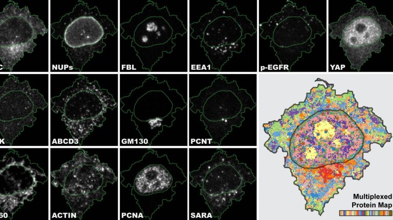 Innovative Immunofluorescence Technique Greatly Refines Cellular Analysis