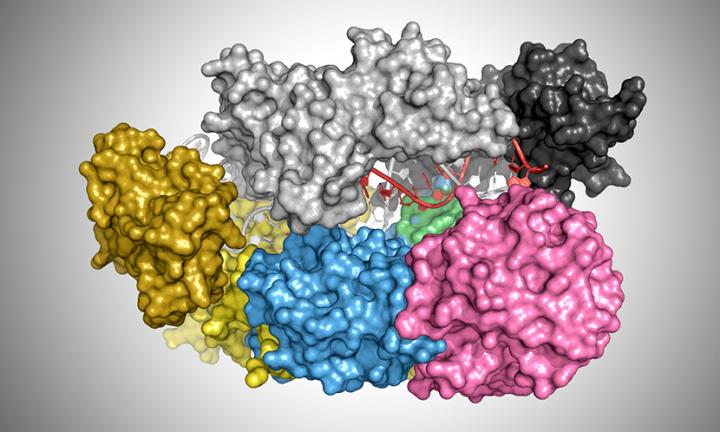 This illustration shows the protein Cas12a bound to a DNA helix (red and white). [T. Yamano and H. Nishimasu discovered and published the coordinates of each atom in the protein-DNA complex. James Rybarski used those coordinates and software called PyMol to generate this illustration.]