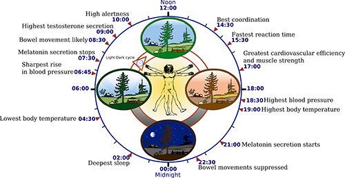 Overview of biological circadian clock in humans.