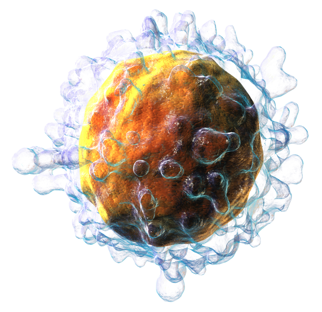 3D rendering of T cell [WikiCommons]