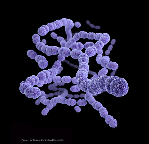 Medical illustration of <i>Streptococcus pneumonia</i>. [CDC]