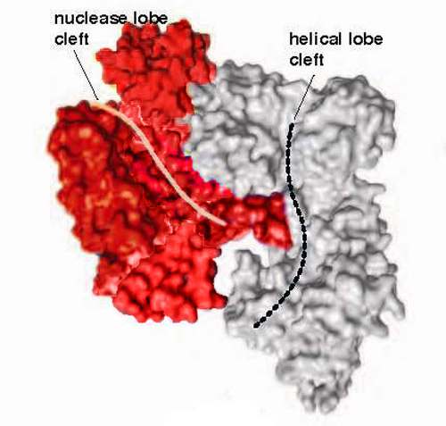 The crystal structure of SpyCas9 features a nuclease domain lobe (red) and an alpha-helical lobe (gray) each with a nucleic acid binding cleft that becomes functionalized when Cas9 binds to guide RNA. [Lawrence Berkeley National Laboratory]