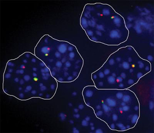 Each nucleus contains two copies of each gene (nuclei outlined in purple