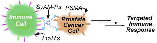 SyAMs recognize disease cells and bind with a specific protein on their surface. They also bind with a receptor on an immune cell. [Yale University]